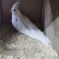 جفت مولد البینو و ماده تک|پرنده|تهران, تهرانسر غربی|دیوار