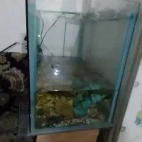 آکواریوم  شرکتی 50 ×30