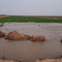 اجاره 55 هکتار زمین کشاورزی جهت کاشت گندم