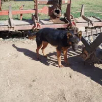 سگ ژرمن|سگ|کیار, |دیوار