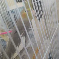 سه جوجه عروس|پرنده|مشهد, بلال|دیوار