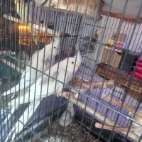 سلام به دوستان عزیز ۳عدد جوجه عروس یکتی|پرنده|هشتگرد, تهران دشت|دیوار