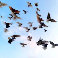 کبوتر ماده