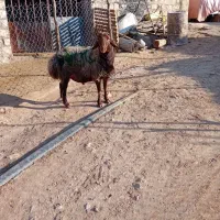 شیشک قوچ مهربانی|حیوانات مزرعه|کوهدشت, |دیوار