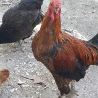 خروس|حیوانات مزرعه|تهران, نازیآباد|دیوار