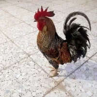 گل ۴عدد هستن دونه‌ای‌‌۴۰۰