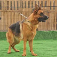 سگ ژرمن شپرد شیب دار مو وسط(کلاسیک)