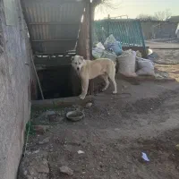 سگ. گوسفندی|سگ|آبکوه, |دیوار