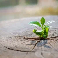 معرفی شغل یا شراکت