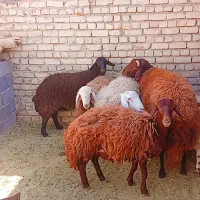 گوسفند میش و بره وقوچ|حیوانات مزرعه|گلپایگان, |دیوار