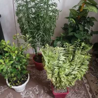 فروش گل طبیعی