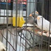 فنچ زبرا نر و ماده|پرنده|ری, دیلمان|دیوار