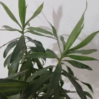 بامبو خاکی پیله موا گل طبیعی اپارتمانی|گل و گیاه طبیعی|اسلام‌شهر, شهرک واوان|دیوار