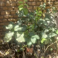 گل و گیاه|گل و گیاه طبیعی|خرمشهر, |دیوار