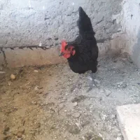 مرغ بومی تخم گذار