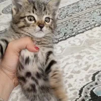 گربه خارجی نر بازیگوش