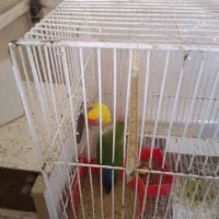 فروش کوتوله