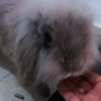 خرگوش لپی ،واکسن زده