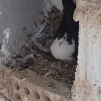 مخمل ماده به شرط تخم