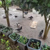 اردک اسرائیلی نژادسنگین|حیوانات مزرعه|رشت, بلوار گیلان|دیوار
