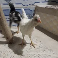 جوجه لاری و گلین