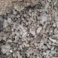 فضله  خشک تمیز کود کفتر کبوتر