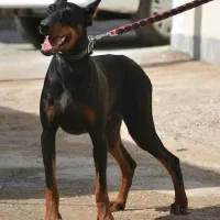 دوبرمن بلوطی کنکورسو شامپاینی و کنکورسو مشکی|سگ|تهران, وردآورد|دیوار