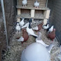 کبوتر نقش آس درجه یک|پرنده|طبس, |دیوار