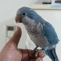 راهب ابی|پرنده|بیرجند, |دیوار