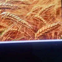 گندم و جو درجه یک
