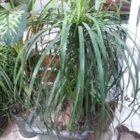 گیاهان اپارتمانی از۳۵۰ ببالا|گل و گیاه طبیعی|رستم‌آباد, |دیوار