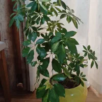 گل شفلرا ابلغ|گل و گیاه طبیعی|اصفهان, شهشهان|دیوار