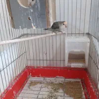 دو عدد طوطی کوتوله بالغ