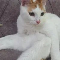 گربه واگذاری رایگان