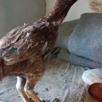 مرغ وخروس|حیوانات مزرعه|قزوین, |دیوار