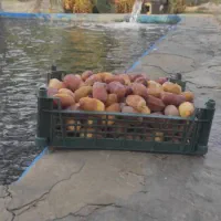 میگو و رطب|خوردنی و آشامیدنی|تهران, شهرک امام خمینی|دیوار