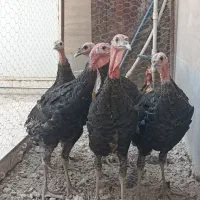 بوقلمون ۷ماهه برنز اصیل