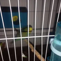 مرغ عشق جفت|پرنده|مشهد, قائم|دیوار