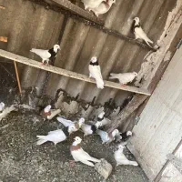 کفتر طوقی|پرنده|تهران, شوش|دیوار