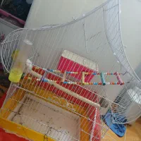 طوطی برزیلی|پرنده|اسلامآباد غرب, |دیوار