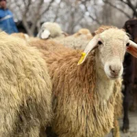 قیمت ارازان به دلیل این ماه مبارک گوسفند زنده فروش|حیوانات مزرعه|تهران, اقدسیه|دیوار