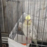 عروس هلندی آهویی