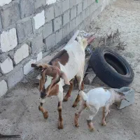 کهره شهری|حیوانات مزرعه|قشم, |دیوار