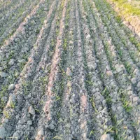 زمین اجاره چهار هکتار است|فروش دفتر صنعتی، کشاورزی، تجاری|گنبد کاووس, |دیوار