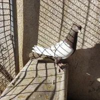 کفتر|پرنده|شیراز, گل سرخ|دیوار