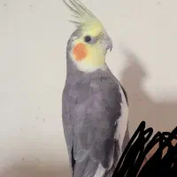 عروس هلندی سخنگو