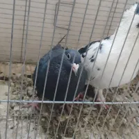 کبوتران خوب کفتر شناس باشی میفهمی|پرنده|بیرجند, |دیوار