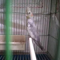 عروس هلندی سالم ماده ۸ ماهه