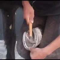 نعل نعلبندی قیار درمان اسب