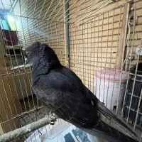 مشکی دم سفید نر